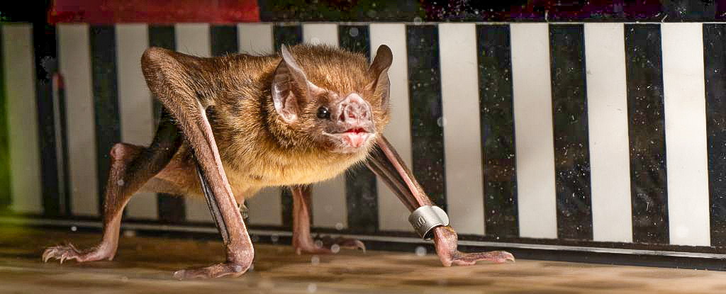 Featured image for Vampire Bats' Unique Blood Metabolism Unveiled on Treadmills