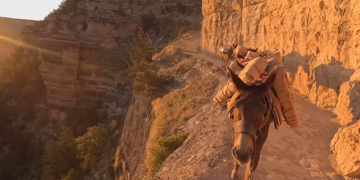 Amazon's Mule Delivery System Conquers the Grand Canyon's Depths