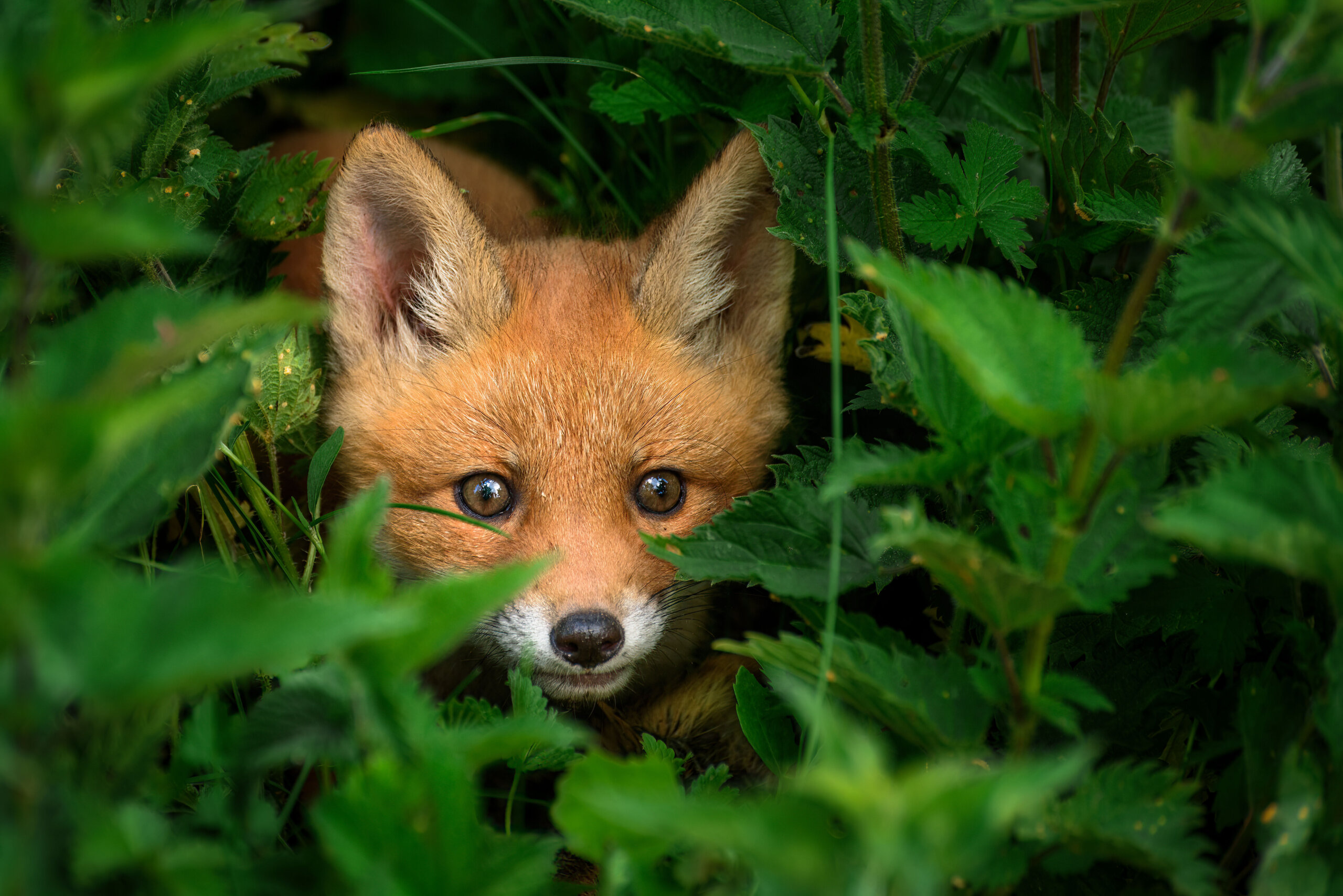 Featured image for Rabies Alert: Rabid Foxes Detected in Multiple States