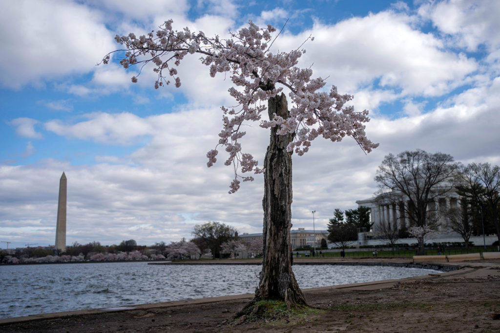 Featured image for "Climate Change Impacts D.C.'s Beloved Cherry Blossoms: Stumpy's Final Bloom"