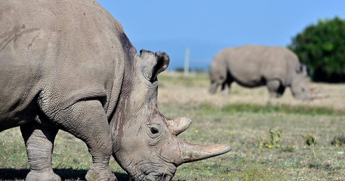 Featured image for "Breakthrough IVF Pregnancy Offers Hope for Endangered Rhino Species"