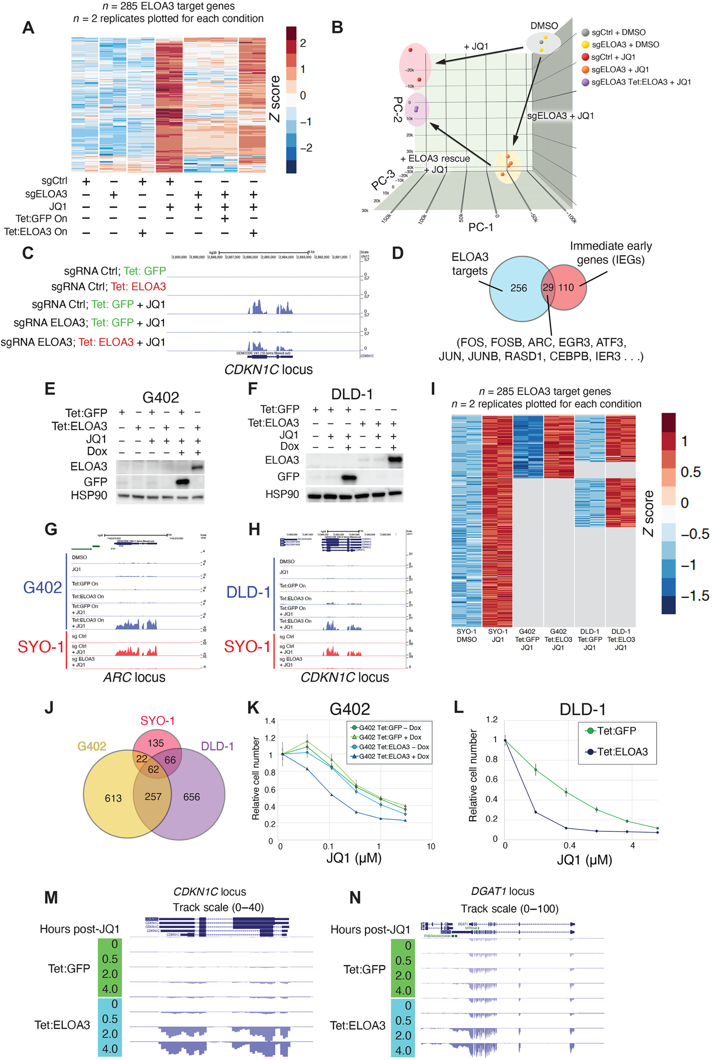 "Primate-specific RNA polymerase II elongation factor found in new human gene cluster sequence"