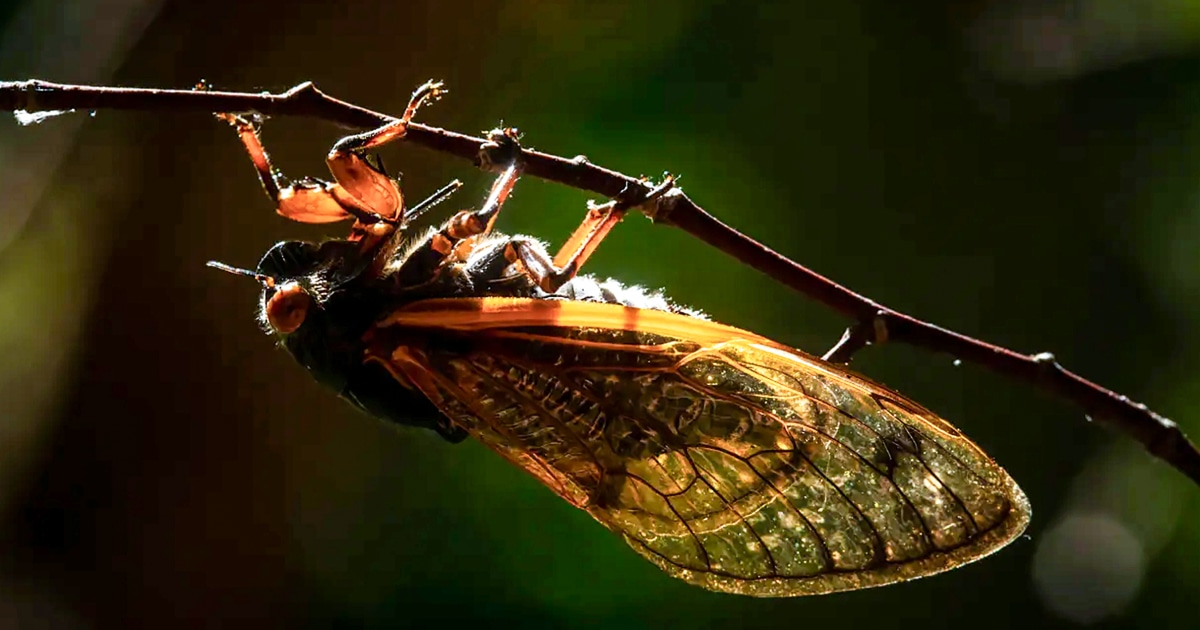 Featured image for "2024 Double-Brood Invasion: Hyper-Sexual 'Zombie Cicadas' Infestation Threatens US Plants"