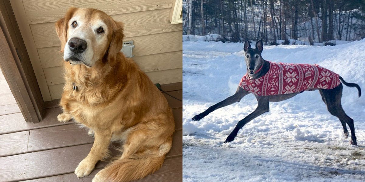 Rapamycin: A Cheap Anti-Aging Solution for Dogs and Humans?