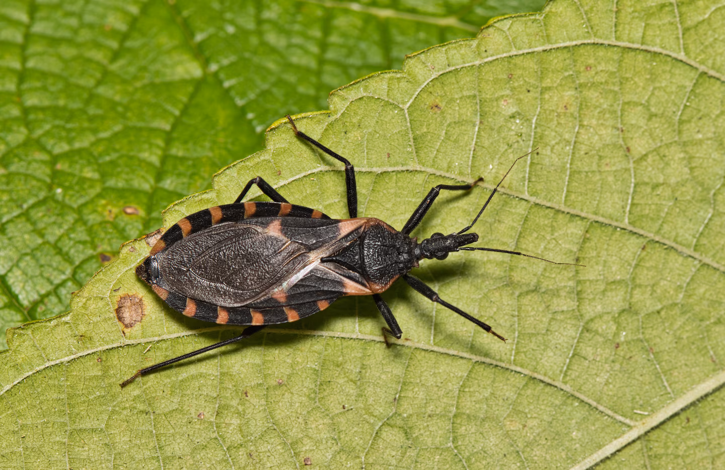 Featured image for Chagas Disease, Spread by 'Kissing Bugs,' Now Endemic in the U.S.