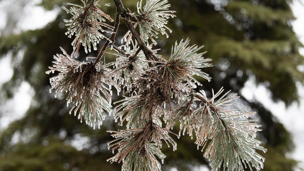 Featured image for Multiple Freeze and Frost Warnings Issued in Michigan