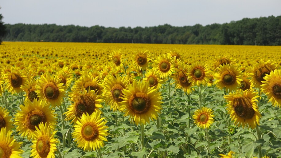 Featured image for "Hopeful Highlights: A Look at the Past, Present, and Future"