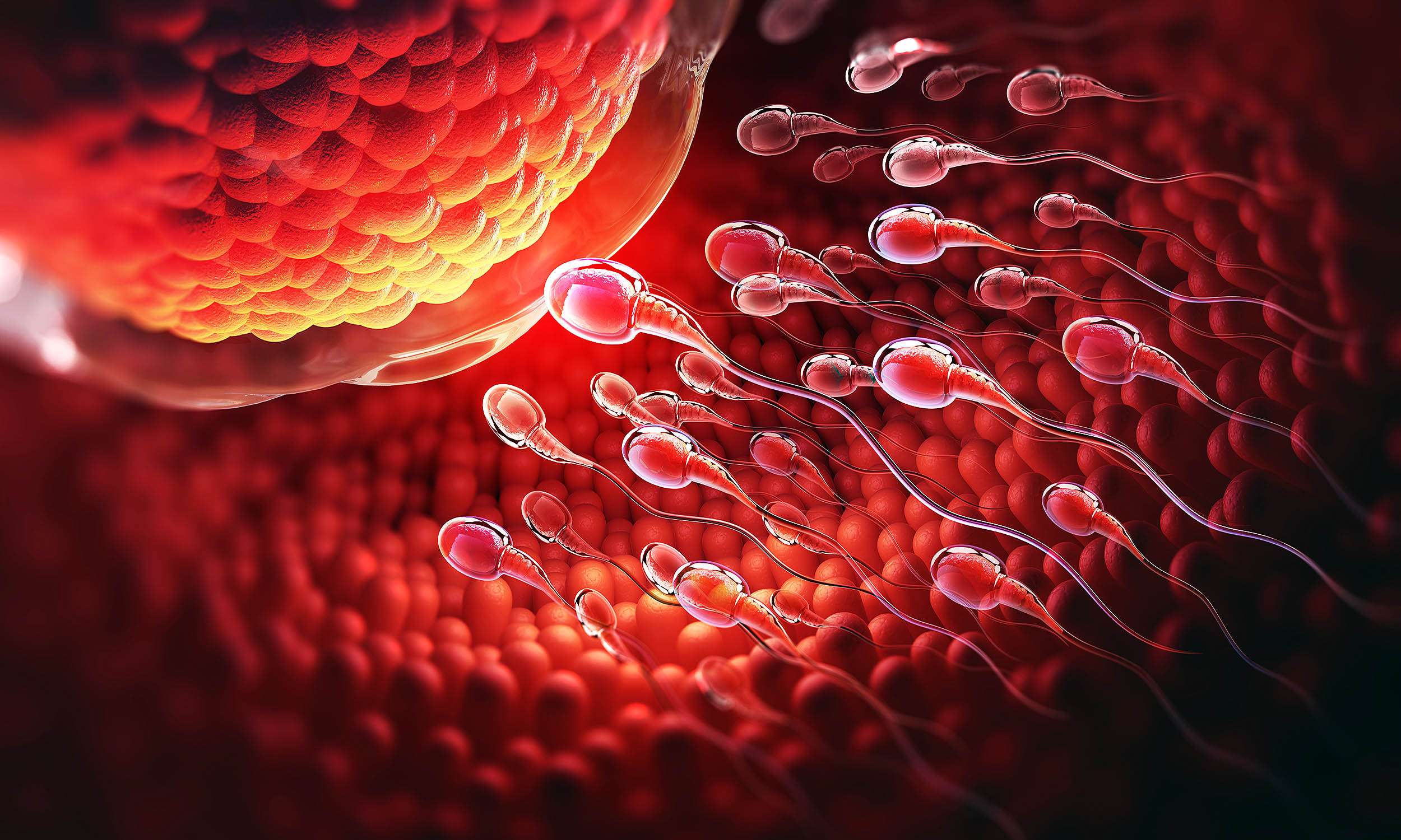 Featured image for The Impact of Semen Microbiome on Male Fertility