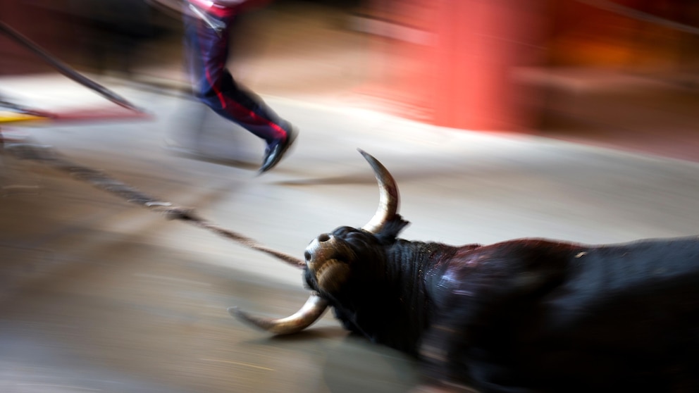 Featured image for "Spanish Animal Rights Law: Bullfights and Hunting with Dogs Exempted"