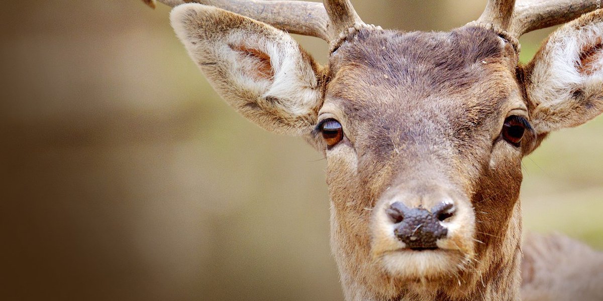 Featured image for Deer Expert Challenges Texas Parks and Wildlife's Plan to Combat Chronic Wasting Disease