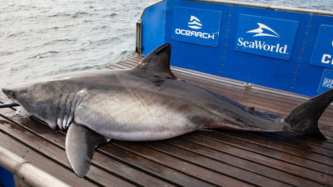 Featured image for "Enormous 1,700-pound white shark spotted near US shores"