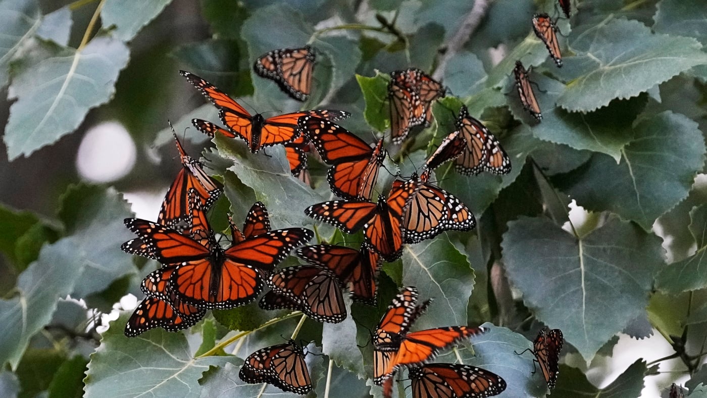 Featured image for Monarch Butterflies to Receive Federal Protection as Threatened Species