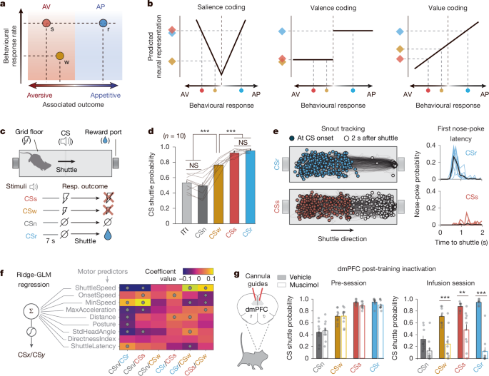 Featured image for Prefrontal Neural Geometry Shapes Motivated Behaviors