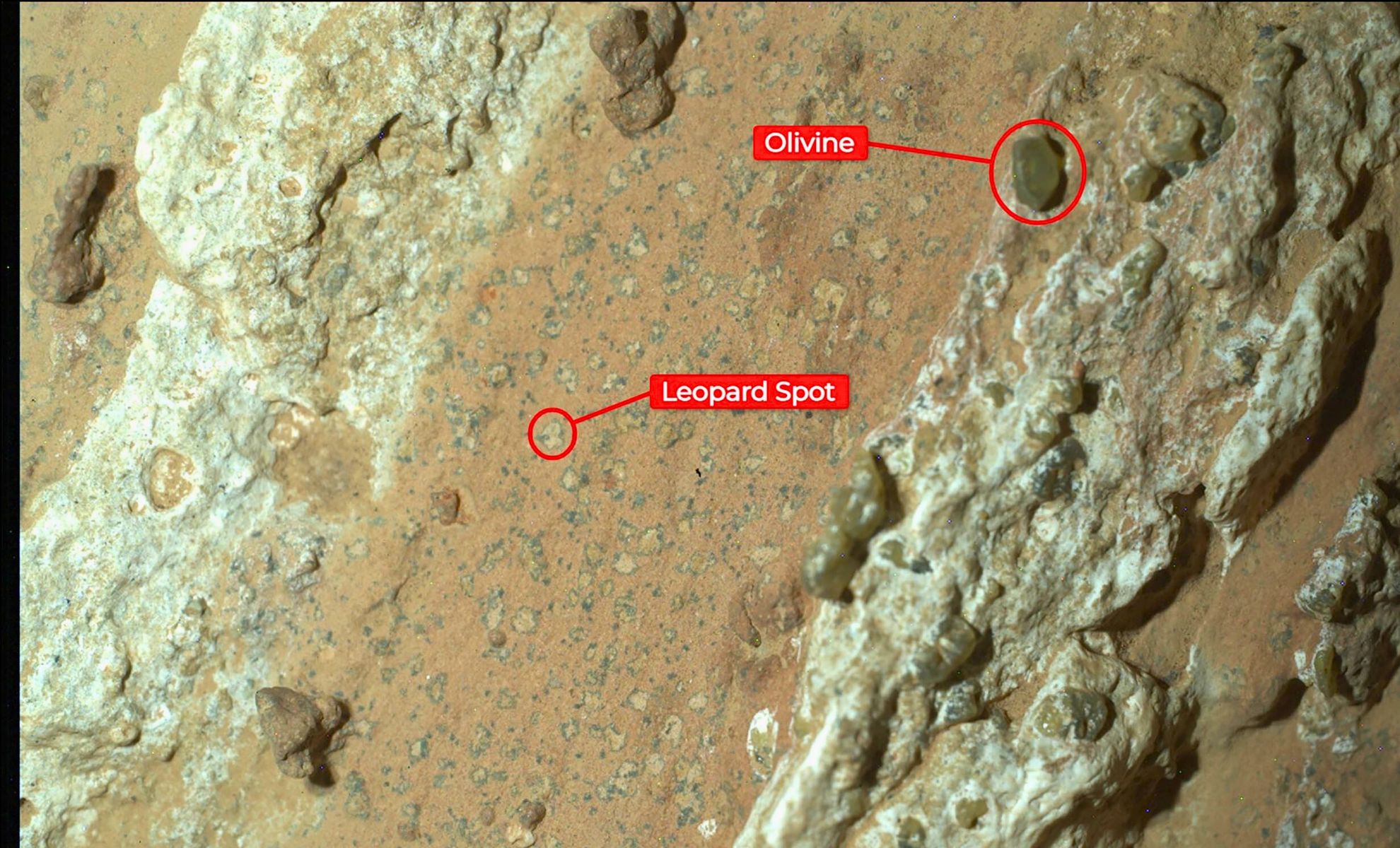 Featured image for NASA Reveals Convincing Evidence of Life on Mars