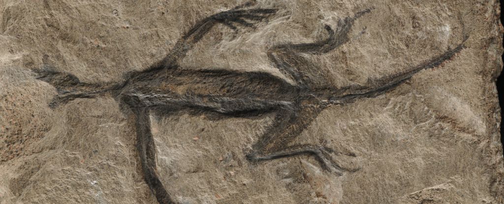 Featured image for "Long-Debated Fossil Unmasked as Elaborate Forgery"