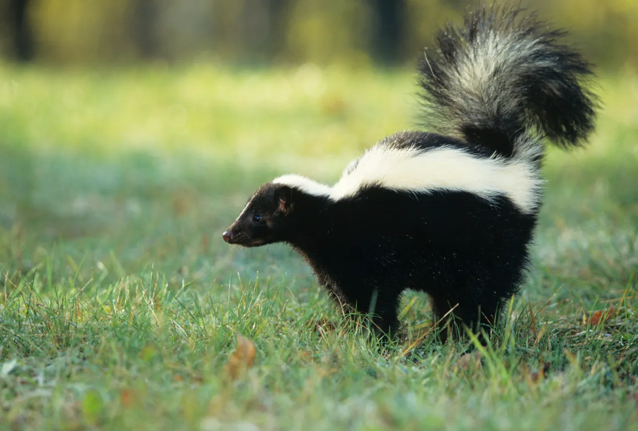Featured image for Rabid skunk attack reported near US 64 in Lexington