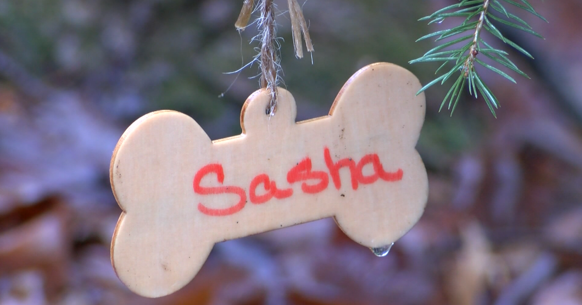 Featured image for "Controversy Ignites Over XL Bully Dog Ban and Judicial Review in the UK"