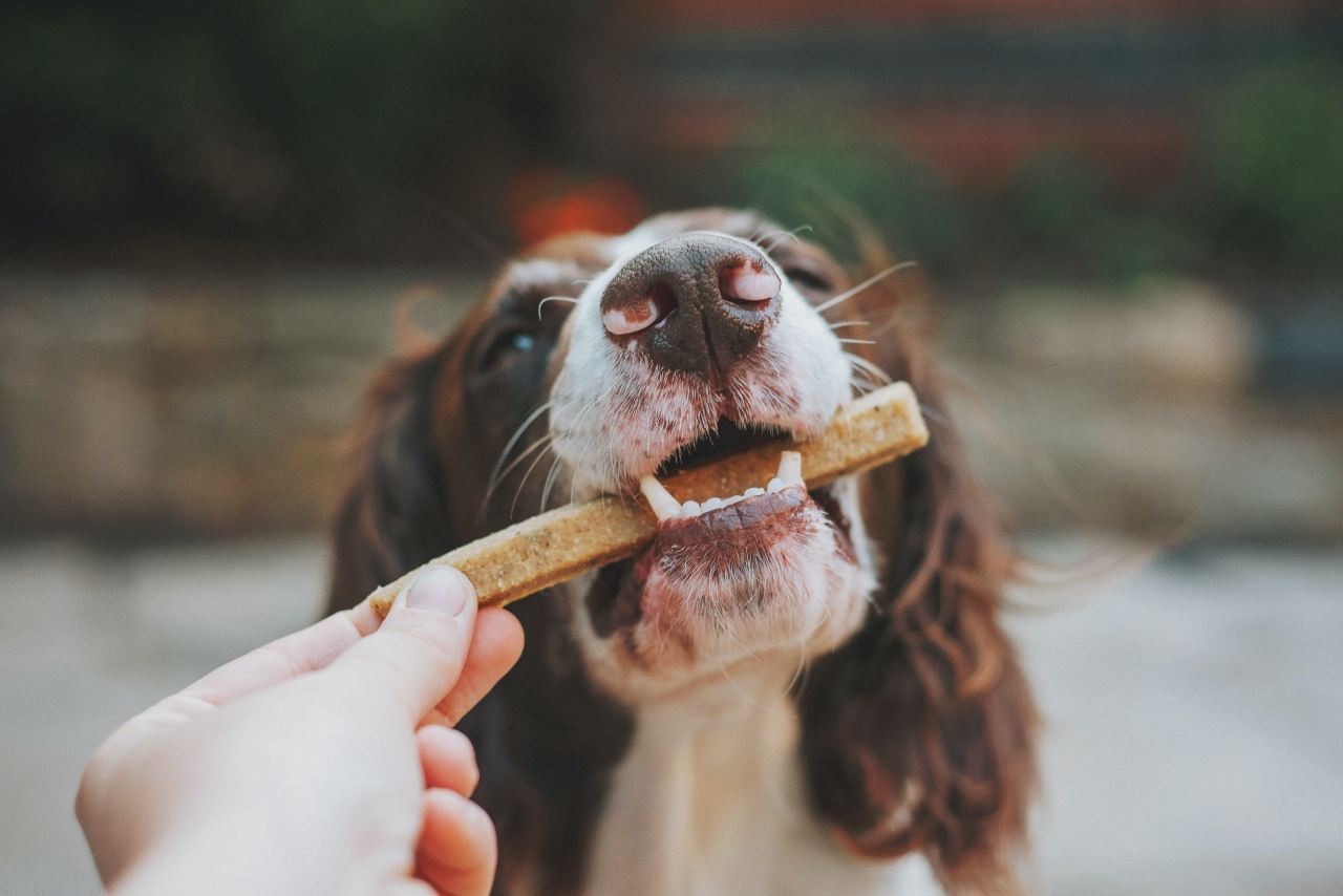 Thanksgiving Feasting: What Your Dog Can Safely Eat