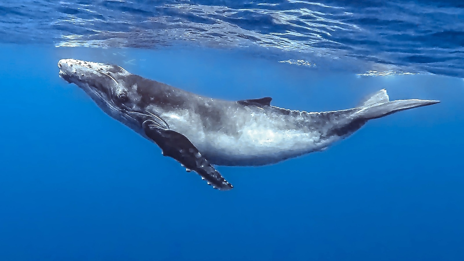 Featured image for "Uncovering the Secrets of Whales' Underwater Singing and the Impact of Shipping Noise"