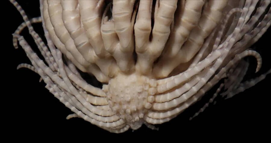 Featured image for "Scientists Discover Bizarre 20-Armed Alien Sea Creature"