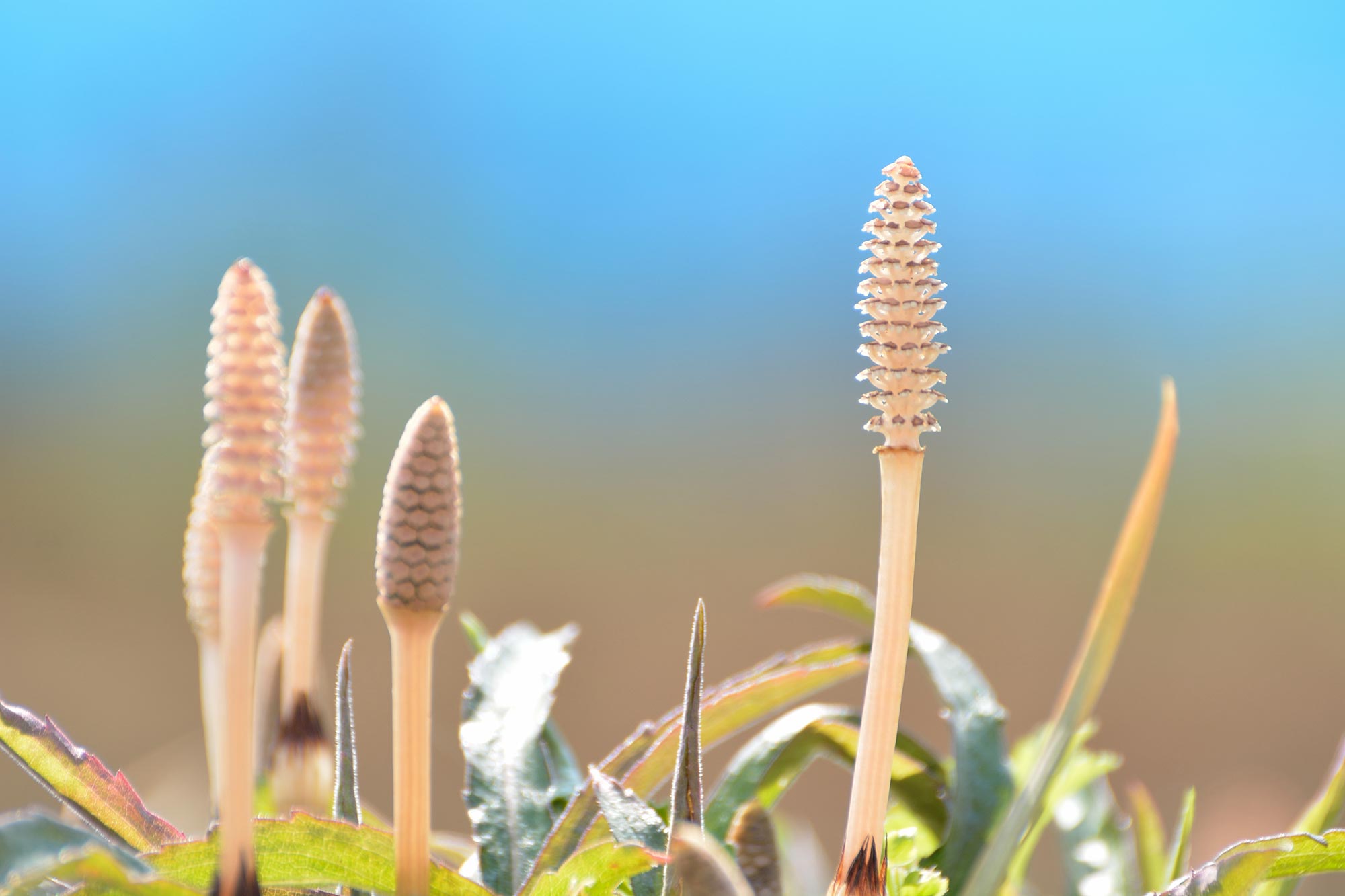 Featured image for Ancient Plant Reveals 400-Million-Year-Old Water and Earth's Climate Insights