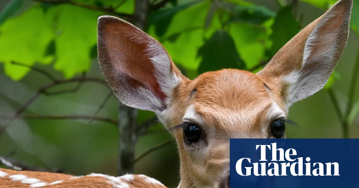 Featured image for Infectious Diseases Threaten Deer and Rural Economies in the US