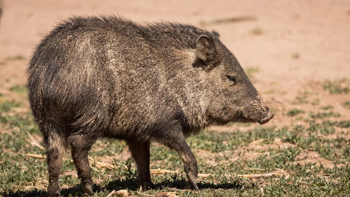"Javelina Encounter: Safety Tips for Hikers"