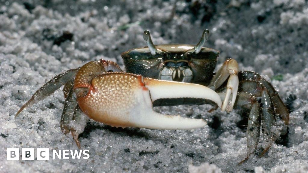 Featured image for Fiddler Crabs Help Decompose Microplastics, Study Finds