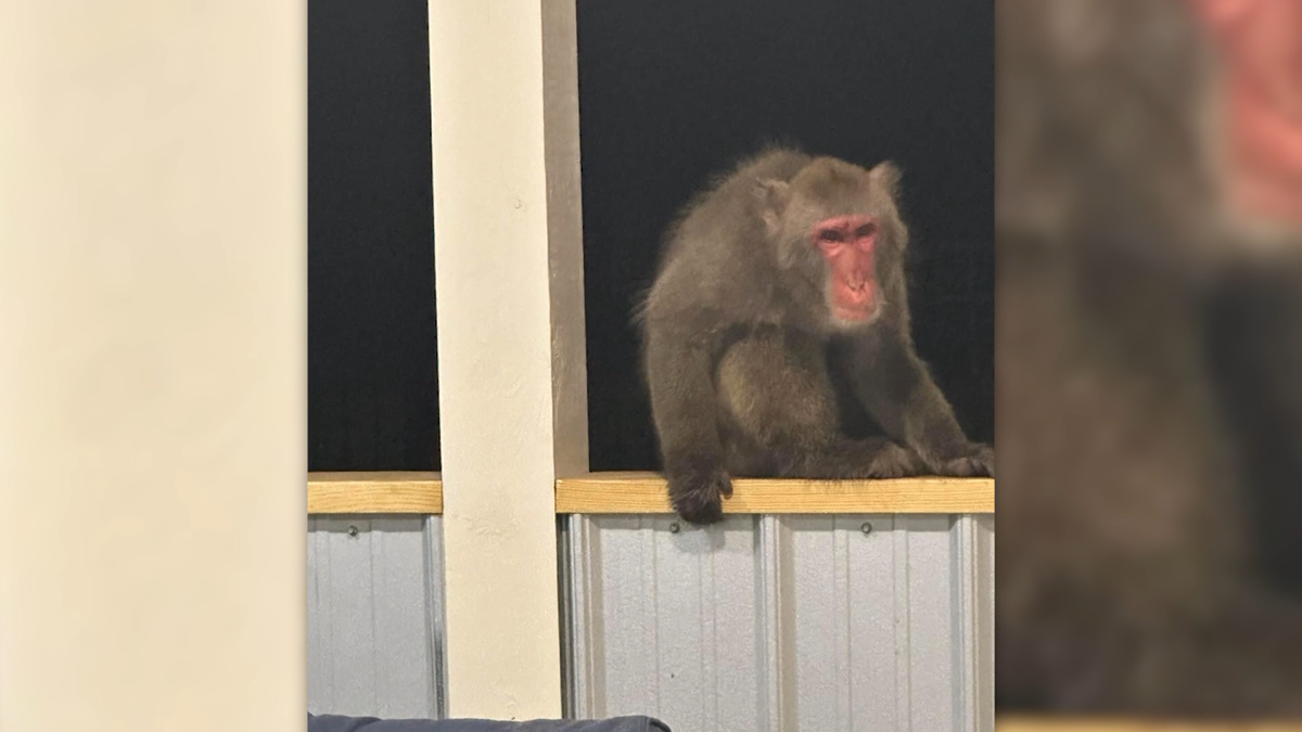 Featured image for Loose Primate Sparks Search Efforts in Walterboro, SC