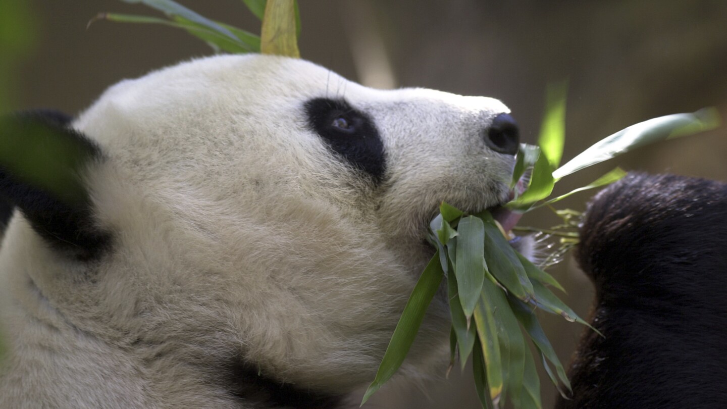 Featured image for "China to Send More Pandas to San Diego Zoo in Diplomatic Gesture"