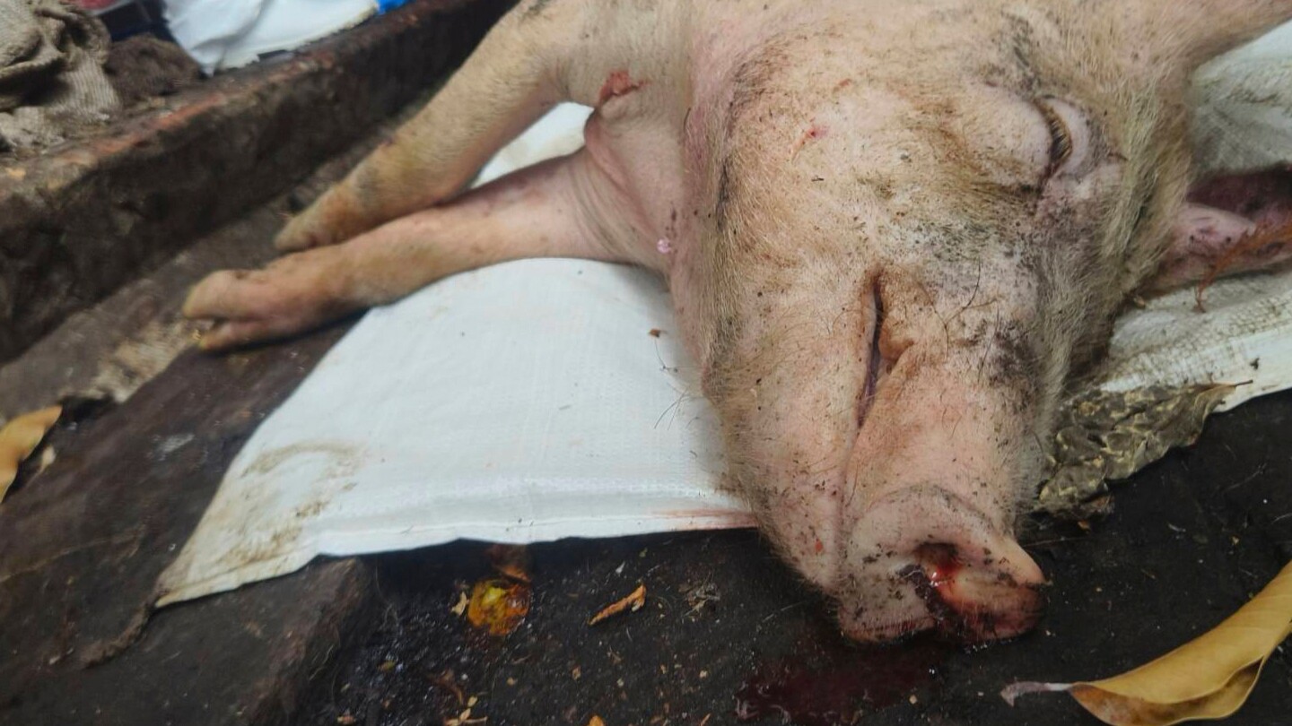 Featured image for Taiwan Detects First African Swine Fever Case, Culls Pigs