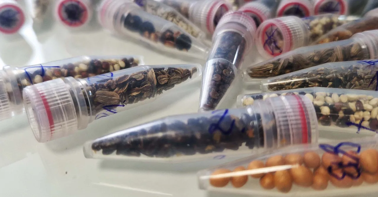 Featured image for Scientists Launch Cannabis Seeds into Space