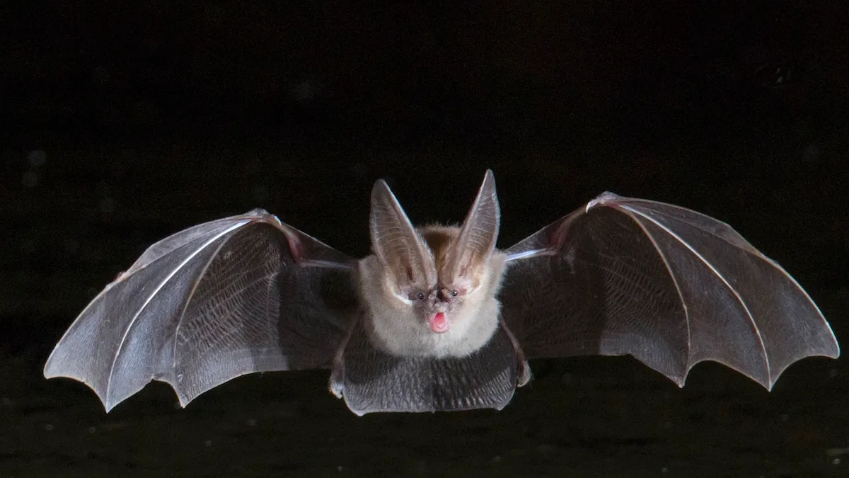 Featured image for Woman's Arizona Bat Encounter Leads to $20,000 Medical Bills