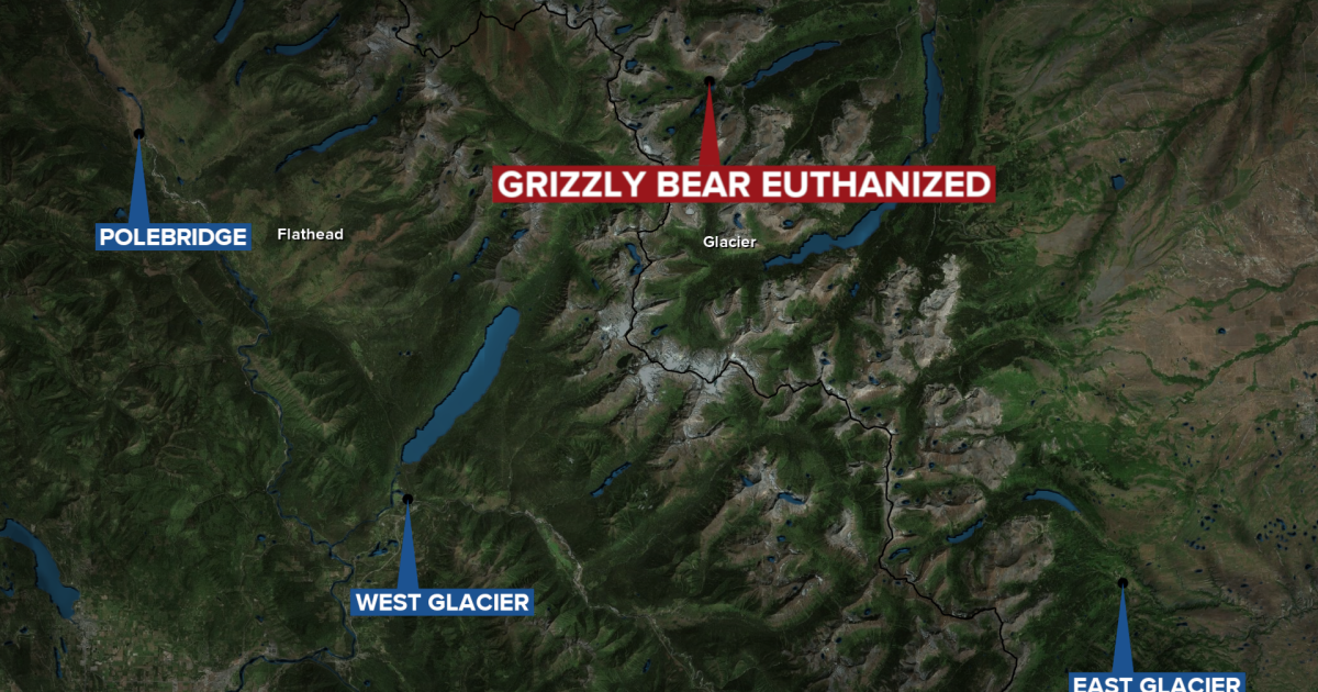 Featured image for Tragic End for Grizzly Bear in Glacier National Park