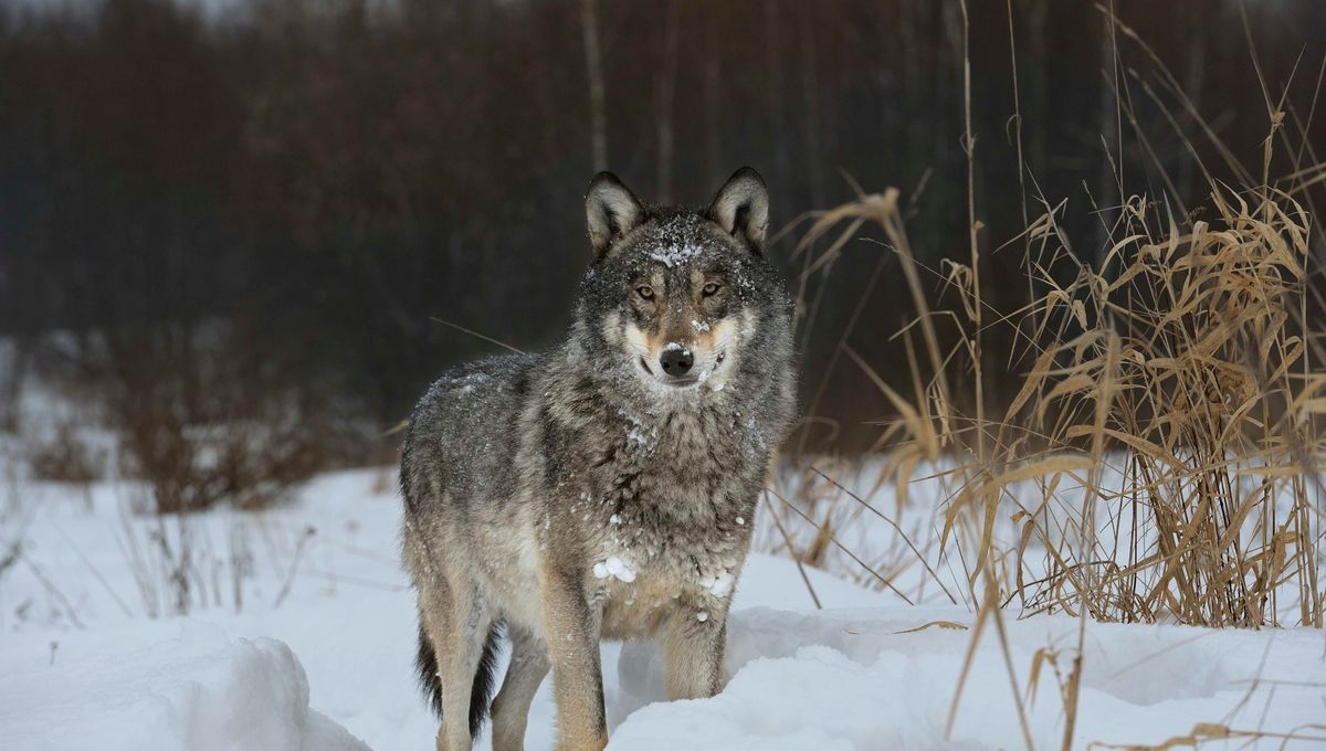 Featured image for "Chernobyl's Wolves Develop Anti-Cancer Traits"