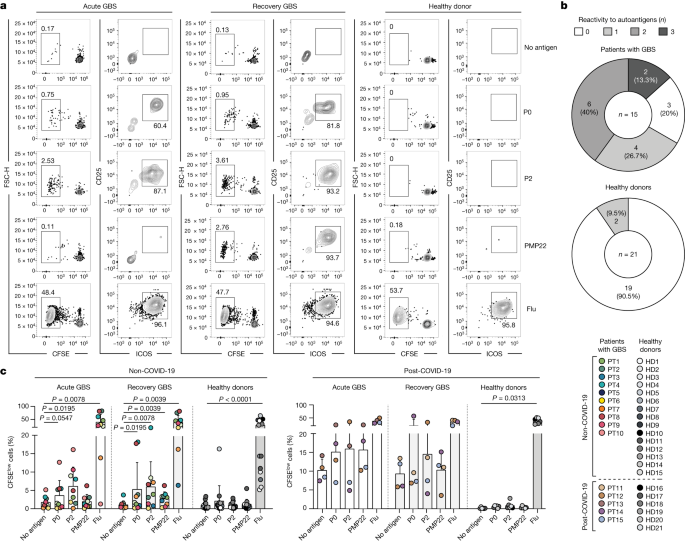 "Peripheral Nerve Targeting by Autoreactive T Cells in Guillain–Barré Syndrome"