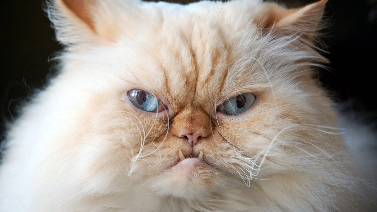 Featured image for Cat Euthanized Due to Bird Flu from Raw Food