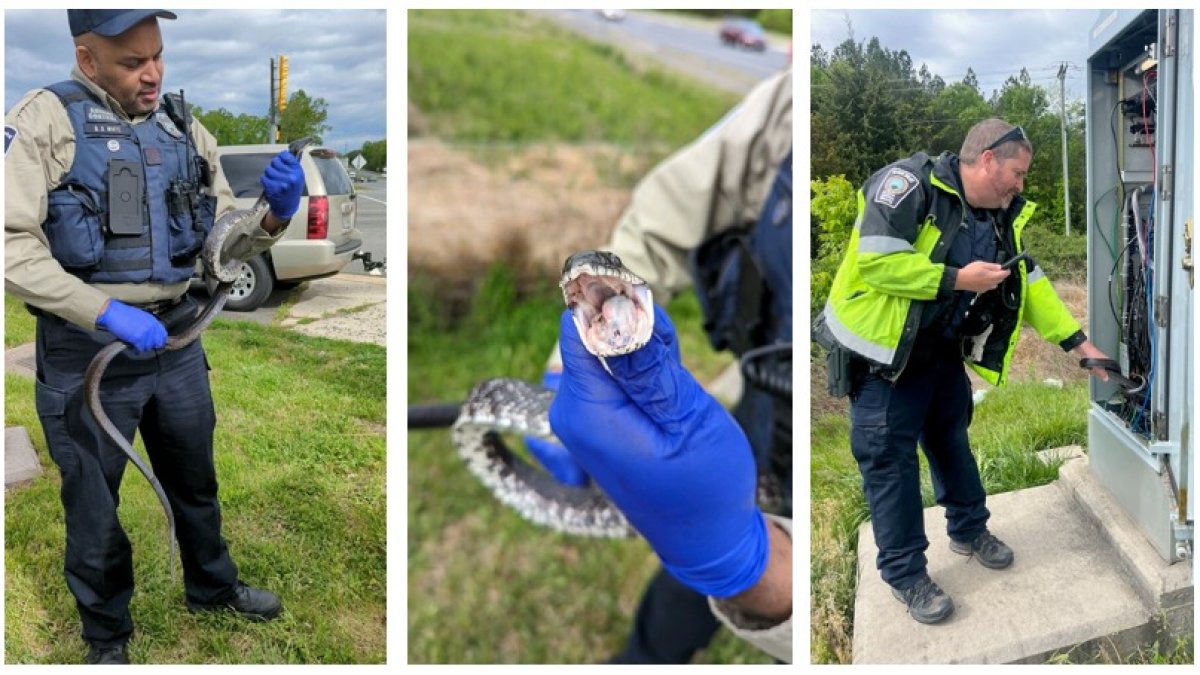 Virginia Intersection Disrupted by Snake's Electrical Mishap