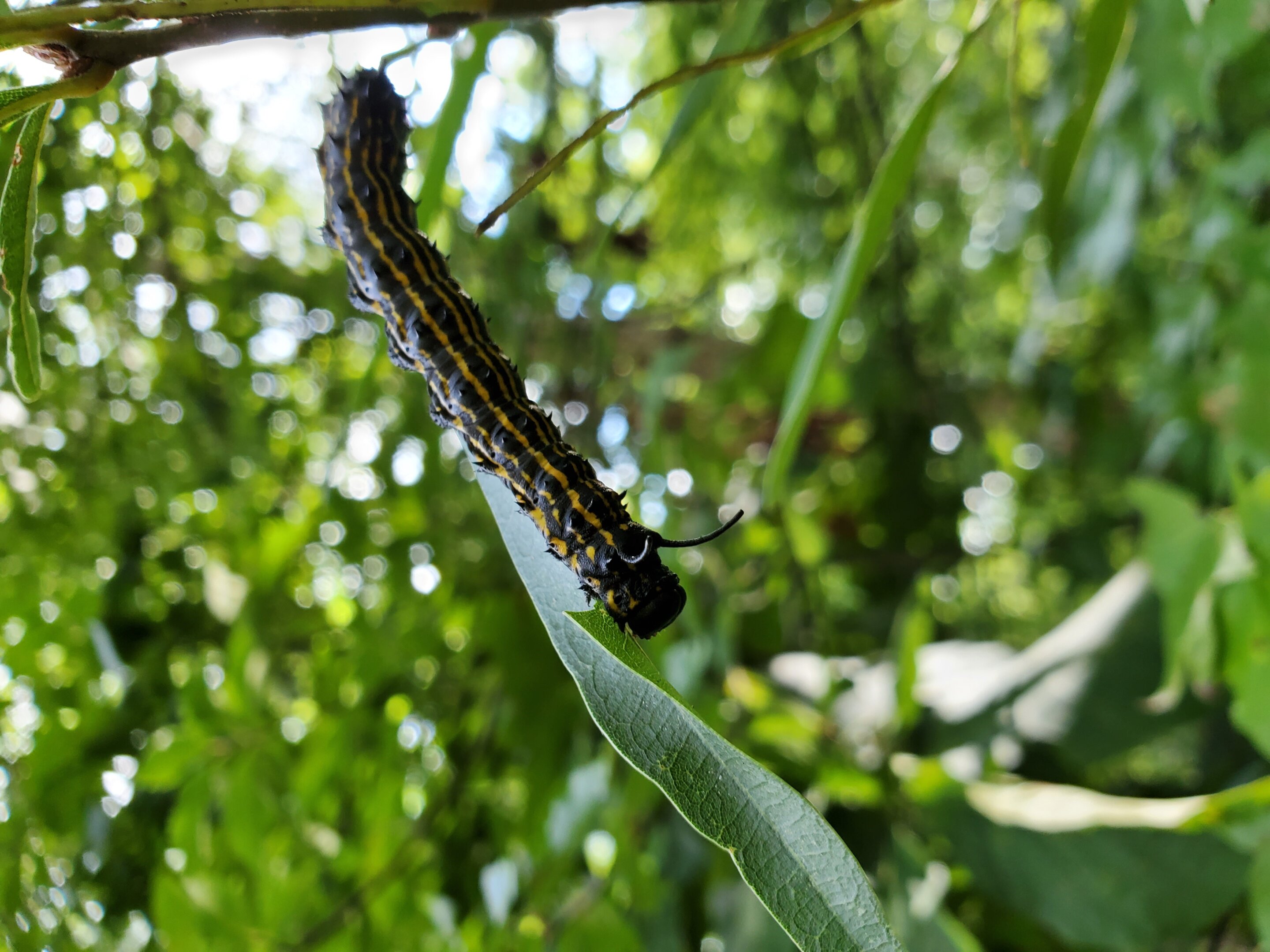 Featured image for "Caterpillars' Remarkable Ability to Halt Bleeding Uncovered by Scientists"