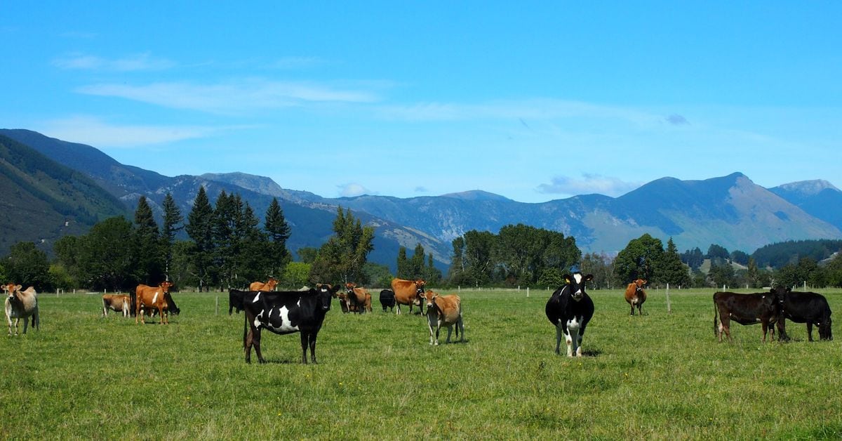 New Zealand Implements Ban on Livestock Shipping.