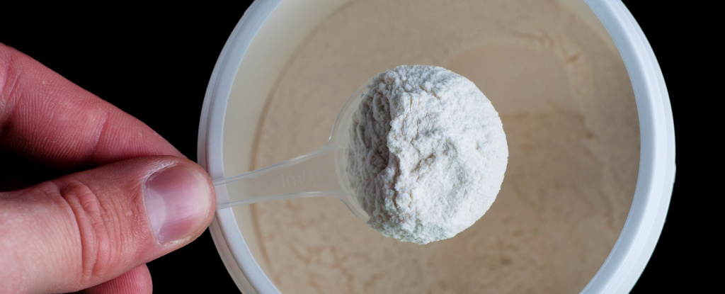 Featured image for "Reduced Amino Acid Intake Extends Mouse Lifespan by 33%"