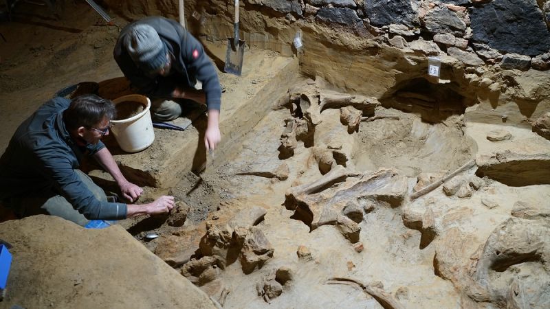Featured image for "Mammoth Bones Unearthed in Austrian Wine Cellar"