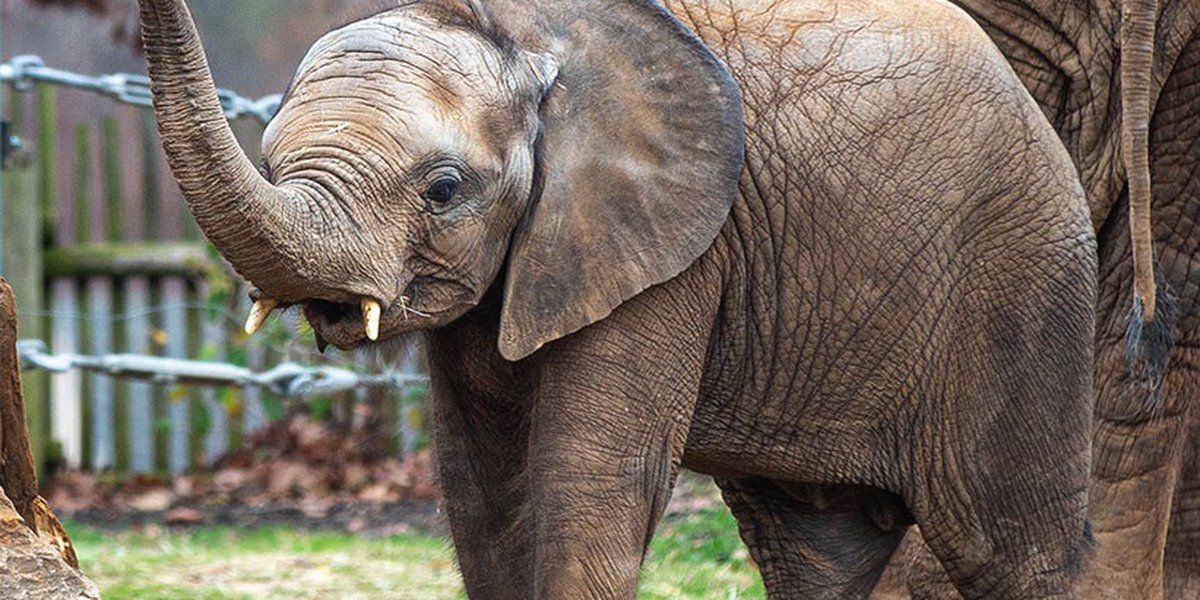 Tragic Loss: Louisville Zoo Mourns Death of Beloved Elephant Calf Fitz
