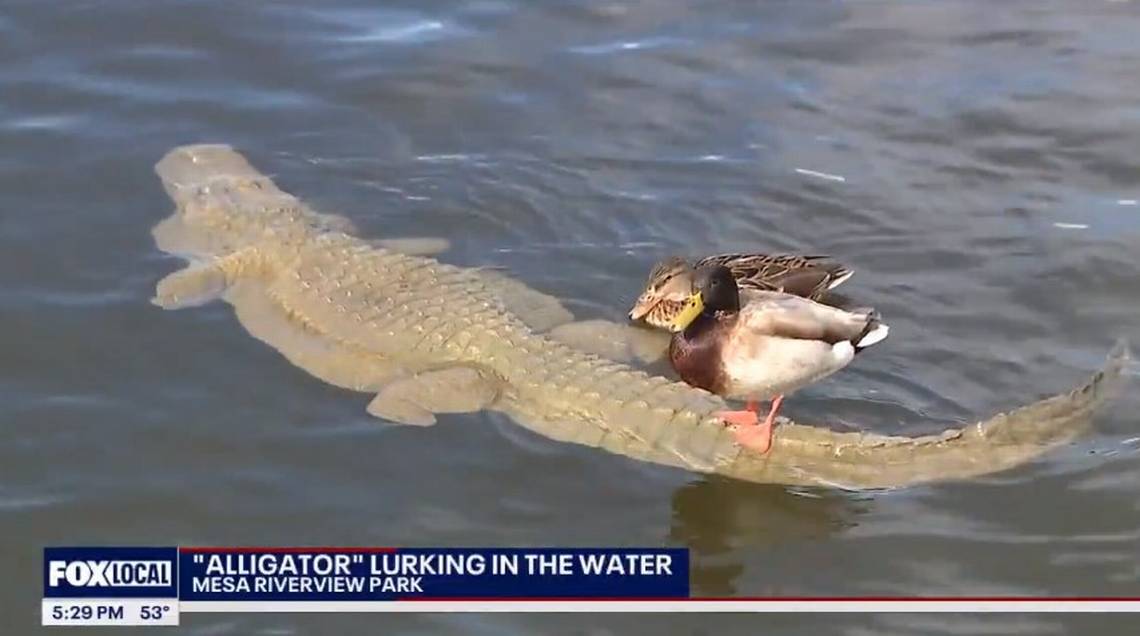 Featured image for "Fake Alligators Spark 911 Calls in Mesa, Arizona"