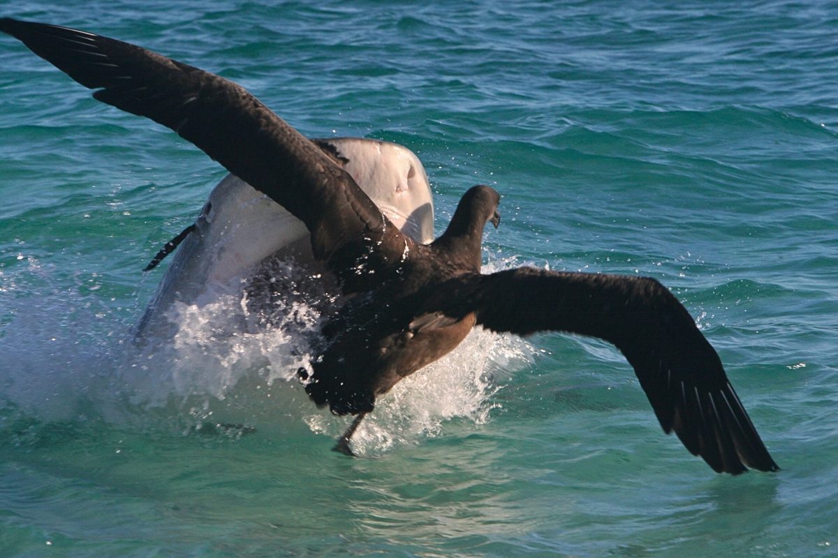 Featured image for Shark Attacks on Albatrosses in Hawai'i Trigger Apex Predator Exodus