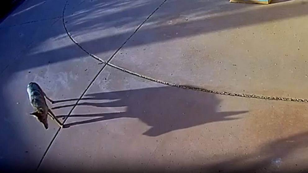 Coyote attacks on toddlers raise concerns in Scottsdale.