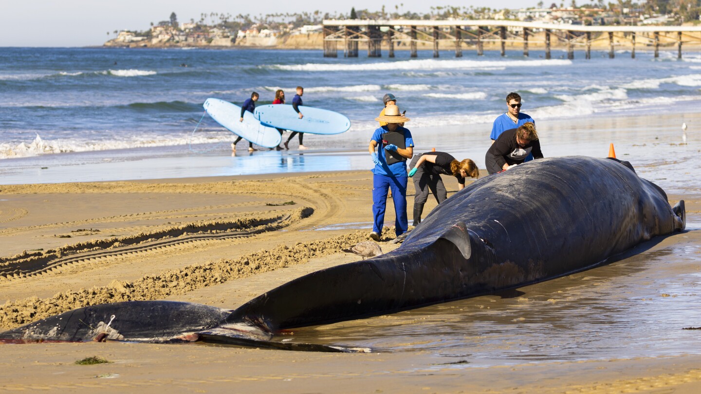 Featured image for Mysterious Death of 52-Foot Fin Whale Baffles Beachgoers