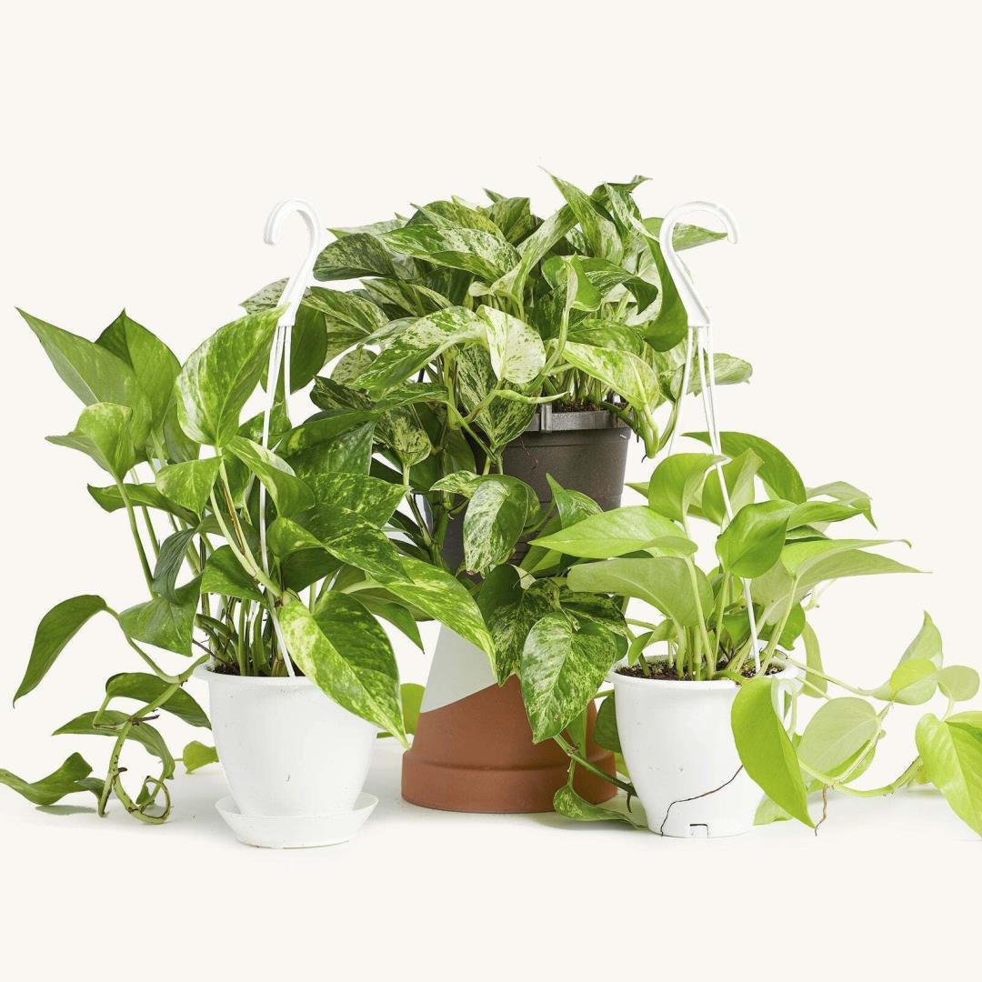 Featured image for Revolutionizing Home Air Quality with Genetically Modified Houseplants.