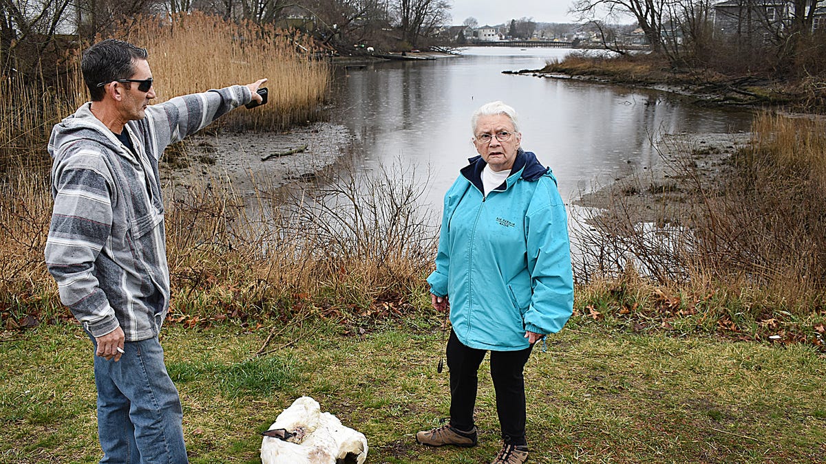 Featured image for Avian flu outbreak detected among swans in Swansea and Massachusetts.