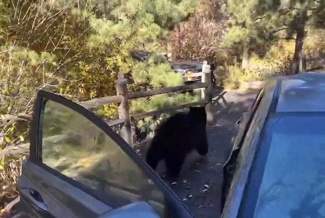 Featured image for Colorado Bear Indulges in Unattended Candy Bag in Car's Back Seat